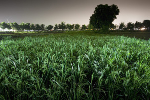 Paddy field 2010