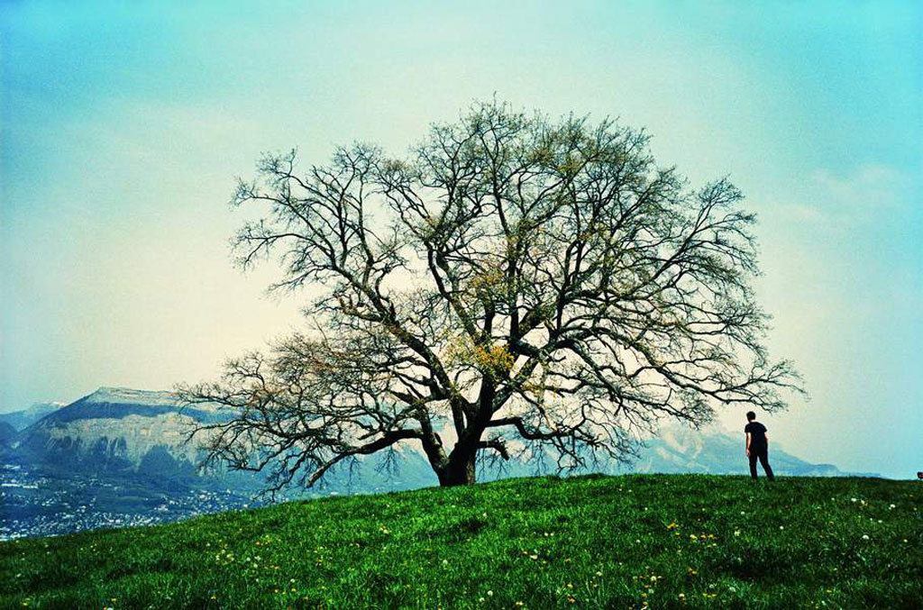 Trees, Fondation Cartier pour l’art contemporain