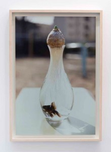 Shimabuku, Symbiose - red fish and hyacinth, 1992, Cibachrome print mounted on aluminum, 70 x 47.5 cm, Edition of 5, © Shimabuku, Courtesy of the artist and Air de Paris-Romainville