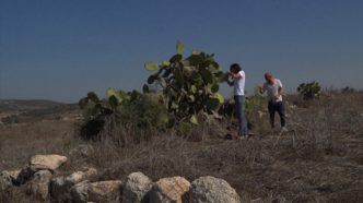 David Brognon & Stéphanie Rollin, Subbar - Sabra, 2015, With collaboration D. Almasy, © David Brognon & Stéphanie Rollin