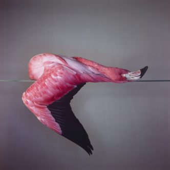 Richard Learoyd, Square Flamingo, 2014, © 2016 Richard Learoyd, Pace/MacGill Gallery Archive