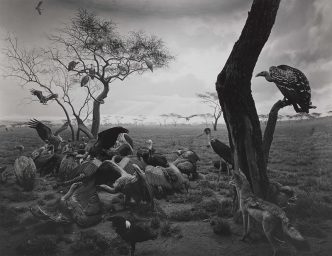 Hiroshi Sugimoto, Hyena-Jackal-Vulture, 1976, © Hiroshi Sugimoto, Foam Archive