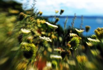 Xiomáro, Wild flowers at Spectacle Island, © Xiomáro, Courtesy the artist