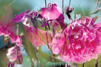 Peter Fischili & David Weiss, Flowers and Mushrooms, 1986-2012, Digital slide projection, dimentions variable, © Peter Fischili & David Weiss, Courtesy Matthew Marks Gallery, Aspen Art Museum Archive