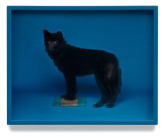 Elad Lassry, Wolf (Blue), 2008, Chromogenic print, painted frame, Courtesy of the Artist, Vancouver Art Gallery Archive