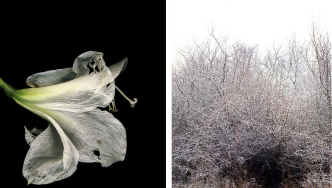 Left: Jitka Hanzlová, Flowers #3, Untitled (Amarili Old), 2009, 7 x 10 inch archival pigment print, Courtesy the artist and Yancey Richardson Gallery. Right: Jitka Hanzlová, Forest #40, Untitled (The Hide), 2004, 20 x 14 inch chromogenic print, Courtesy the artist and Yancey Richardson Gallery