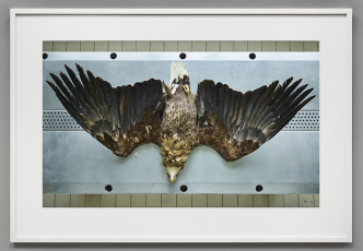 Thomas Struth, Seeadler (Haliaeetus albicilla), Leibniz IZW, Berlin, 2016, Inkjet print, Image: 87.1 x 145.1 cm, Frame: 122.6 x 179.1 x 4.4 cm, Edition of 6, Courtesy the artist and Marian Goodman Gallery