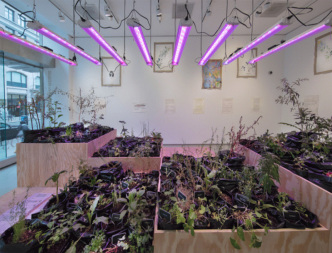 Maria Thereza Alves, Seeds of Change: New York - A Botany Colonization, Exhibition view at Michel Rein Gallery, 2018, Courtesy the artist and Michel Rein-Paris/Brussels, © Florian Kleinefenn