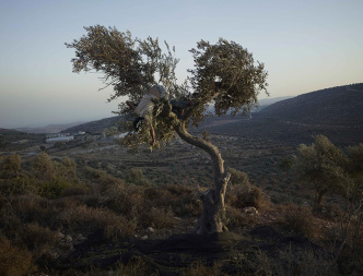 Luc Delahaye, Harvest, 2015 Digital color print, 205.5 x 267 cm, Courtesy the artist and Galerie Nathalie Obadia