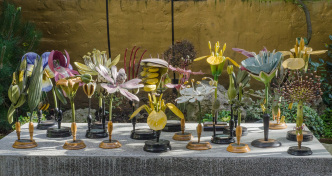 20 papier-mache botanical models, 1866-1927, Each between 26-49cm x 11-15 cm, Germany, Image Courtesy George Loudon Collection, Photo: Rosamond Purcell