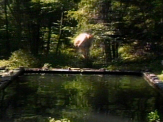 Bill Viola, The Reflecting Pool, 1977-1979, Videotape, color, mono sound, Projected image size: 140 x 190 cm, 7 min, Performer: Bill Viola, © Kira Perov, Courtesy of Bill Viola Studio