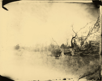 Sally Mann, Deep South, untitled (Fallen Tree), 1998, Tea-toned gelatin silver print, 101.6 x 127 cm, © Sally Mann, Courtesy the artist and Gagosian Gallery