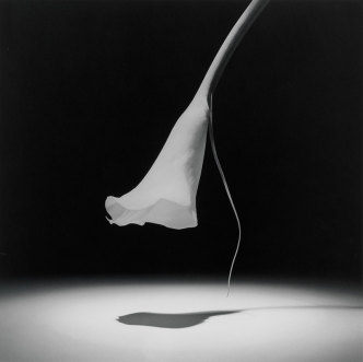 Robert Mapplethorpe, Calla Lily, 1986, Gelatin silver print, 48.9 x 49.1 cm, Solomon R. Guggenheim Museum-New York, Gift, The Robert Mapplethorpe Foundation 93.4302, © Robert Mapplethorpe Foundation. Used by permission