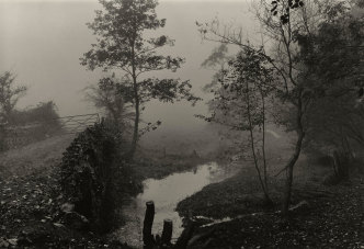 Don McCullin, Woods Near My House, c.1991 Tate Purchased 2012 © Don McCullin