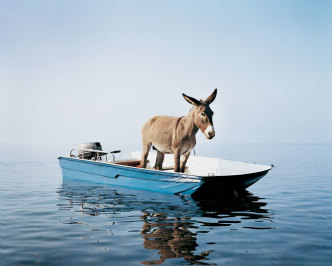 Paola Pivi, Untitled (donkey), 2003, Inkjet print on PVC, 1020 x 1230 cm, Photo Hugo Glendinning, Courtesy Massimo De Carlo-Milan/London/Hong Kong