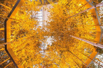 Olafur Eliasson, Yellow forest, 2017, Birch trees, single frequency lights, Installation view, Hamburger Bahnhof Museum-Berlin, 2017, Photo: David von Becker, Courtesy the artist, neugerriemschneider-Berlin Tanya Bonakdar Gallery-New York/ Los Angeles, © 2017 Olafur Eliasson