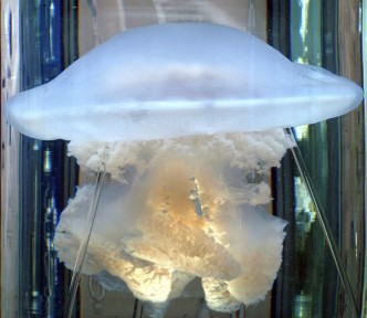 Cotylorhiza tuberculata (Spiegeleiqualle), Wet preparation, Occurence: Mediterranaen Sea, Photo: Sven Tränkner/ Senckenberg, Gesellschaft für Naturforschung, © Frankfurter Kunstverein, On loan: Senckenberg Gesellschaft für Naturforschung