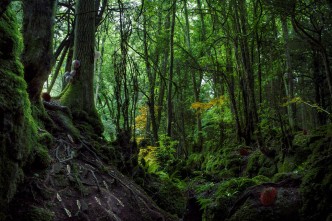 Alexandra Daisy Ginsberg, Rewilding with Synthetic Biology from Designing for the Sixth Extinction, 2015, Lightbox with colour transparency, 150cm × 225cm, © Alexandra Daisy Ginsberg