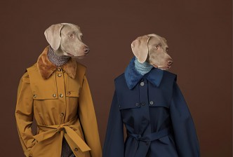 William Wegman, Looking Right, 2015, Courtesy Sperone Westwater, New York