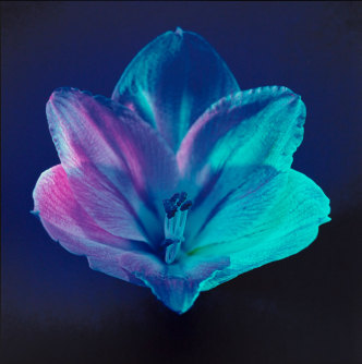 Robert Mapplethorpe, Flower, 1985, Cibachrome, 24 x 20 inches / 61 x 50.8 cm, © Robert Mapplethorpe Foundation, Used by permission, Courtesy Gladstone Gallery, New York/Brussels