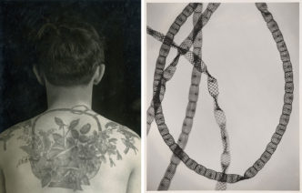 Photo Left: Christian Warlich, Tattooed person, 1920s, Museum of Hamburg History. Right: Carl Struwe, Construction of a chain alga as a chlorophyll factory, 1928, Museum Ludwig, Cologne, © Carl Strüwe Archive Bielefeld, Reproduction: Rheinisches Bildarchiv Köln