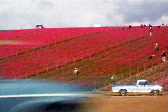 Martha Rosler, "Flower Fields (Color Field Painting)", 1974, filmstill, Color Super 8mm Film transferred to video, 3:36 Min., Courtesy: The Artist, Electronic Arts Intermix (EAI), New York